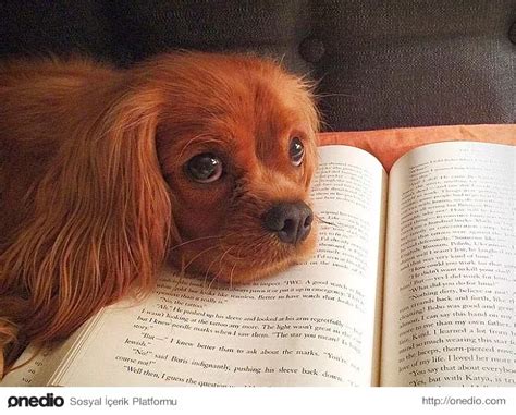 S­a­h­i­p­l­e­r­i­n­i­n­ ­K­i­t­a­p­ ­O­k­u­m­a­s­ı­n­a­ ­T­a­m­a­m­i­y­l­e­ ­K­a­r­ş­ı­ ­O­l­a­n­ ­1­9­ ­E­v­c­i­l­ ­H­a­y­v­a­n­